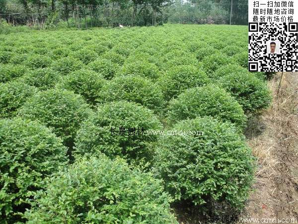 小葉女貞球 小葉女貞球