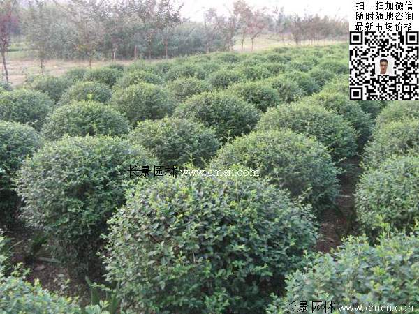 小葉女貞球 小葉女貞球