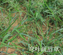 彎葉畫(huà)眉草 彎葉畫(huà)眉草