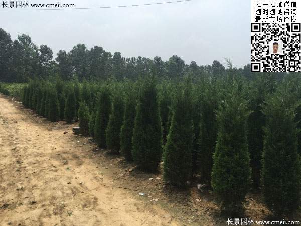 檜柏圖片基地實拍 檜柏圖片基地實拍