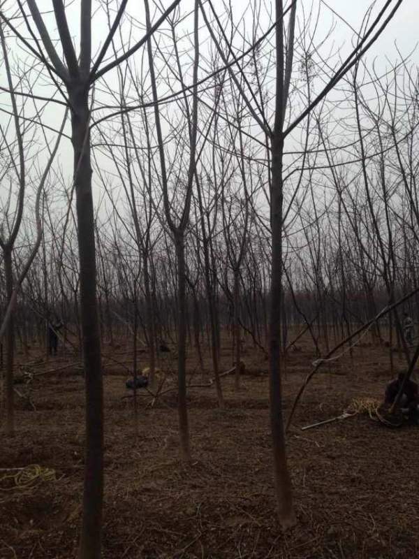 批發6公分7公分苦楝樹 批發6公分7公分苦楝樹