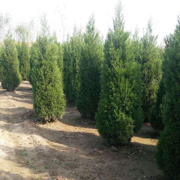 高度3米3.5米大蜀檜裝車_現(xiàn)場圖片 高度3米3.5米大蜀檜裝車_現(xiàn)場圖片