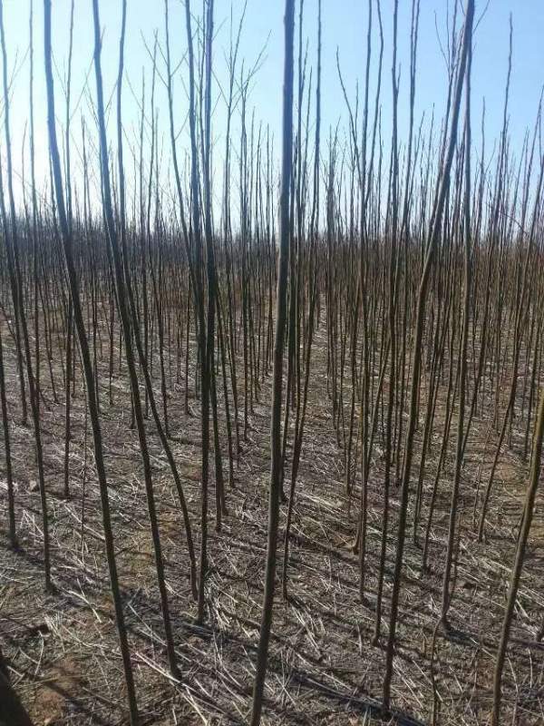 3公分4公分苦楝樹苗 3公分4公分苦楝樹苗