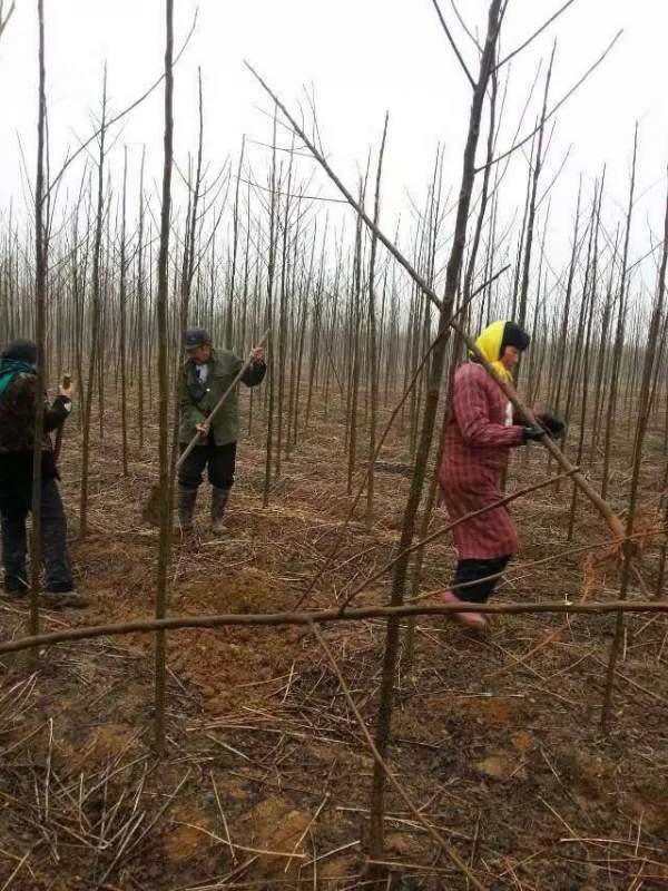 3公分4公分苦楝樹苗 3公分4公分苦楝樹苗