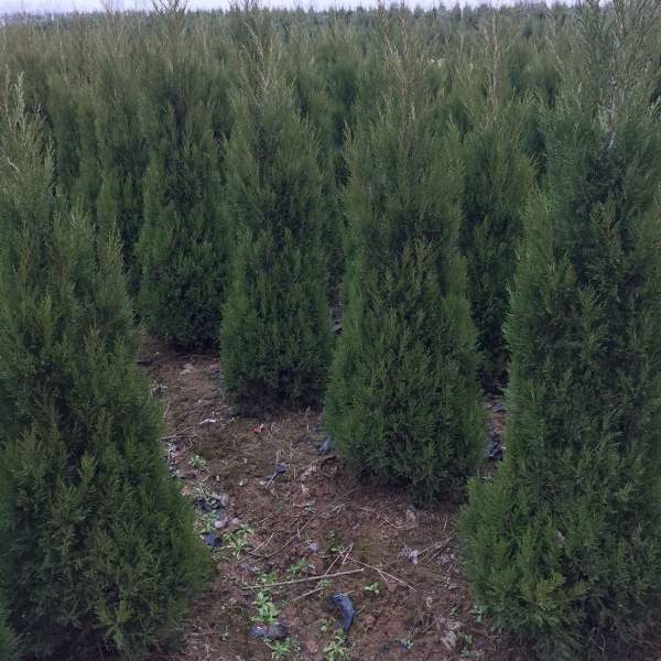 高度1.5米1.6米1.7米蜀檜供應 高度1.5米1.6米1.7米蜀檜供應