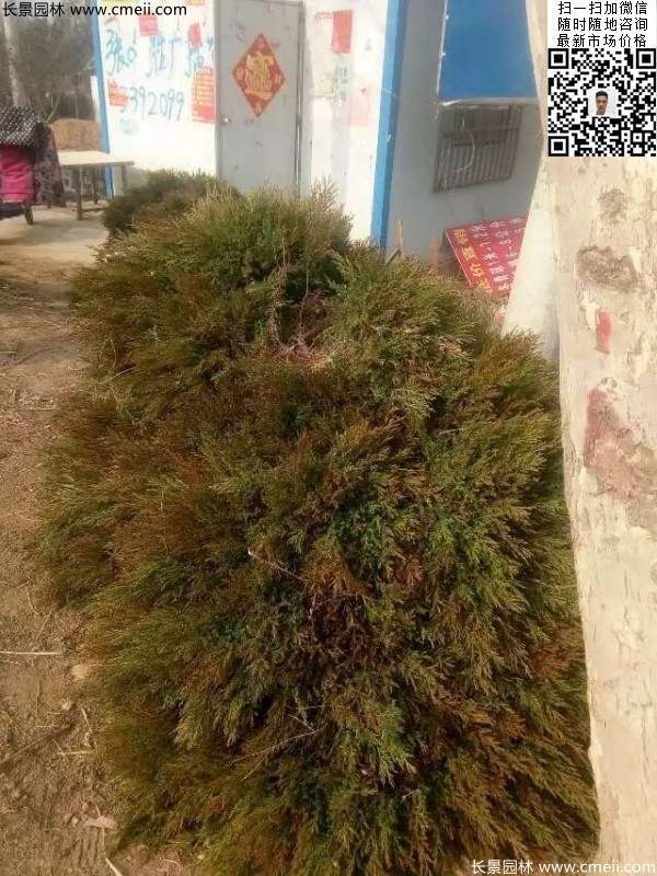 高度30公分40公分蜀檜小苗 高度30公分40公分蜀檜小苗