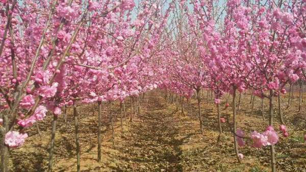 大花重瓣榆葉梅開花圖片