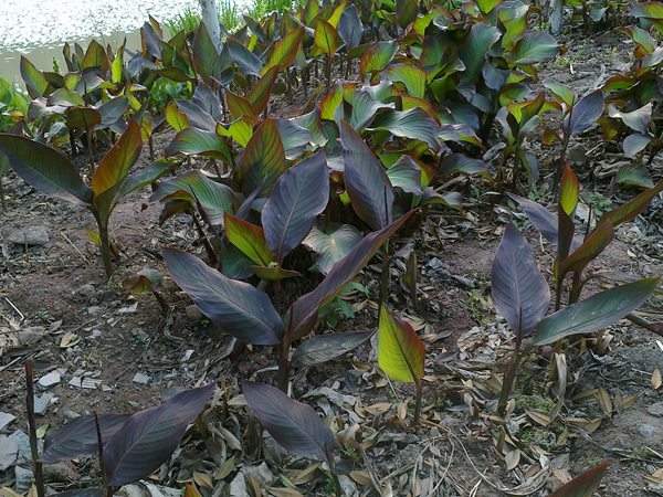 紫葉美人蕉基地實拍圖片 紫葉美人蕉基地實拍圖片