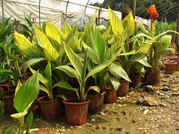 花葉美人蕉基地實拍圖片 花葉美人蕉基地實拍圖片