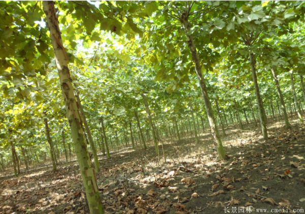 梧桐樹圖片梧桐樹苗木基地實(shí)拍 梧桐樹圖片梧桐樹苗木基地實(shí)拍