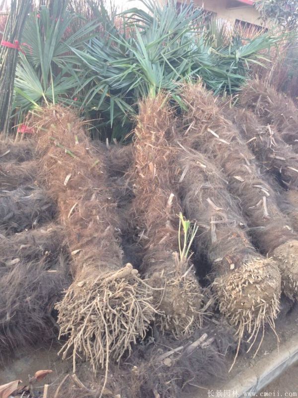 棕樹圖片棕樹基地實(shí)拍