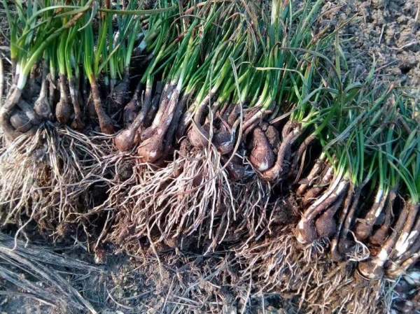 韭蘭基地實拍圖片 韭蘭基地實拍圖片