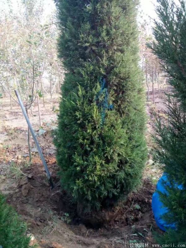 蜀檜圖片蜀檜基地實(shí)拍 蜀檜圖片蜀檜基地實(shí)拍