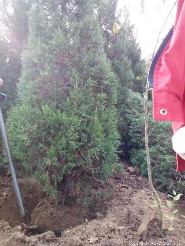 蜀檜圖片蜀檜基地實(shí)拍 蜀檜圖片蜀檜基地實(shí)拍