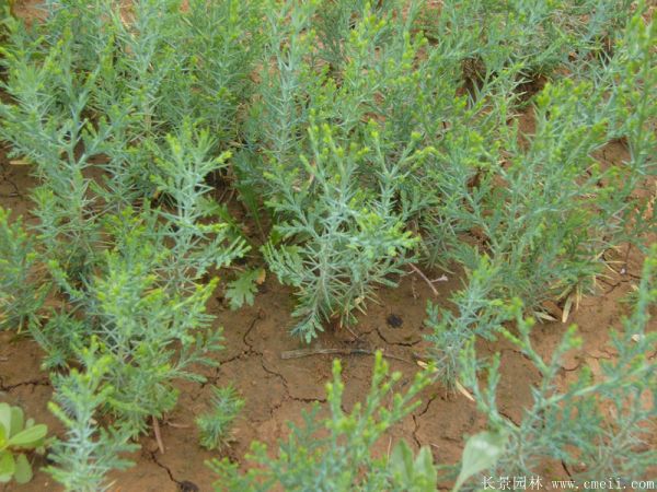 側柏種子發芽出苗圖片