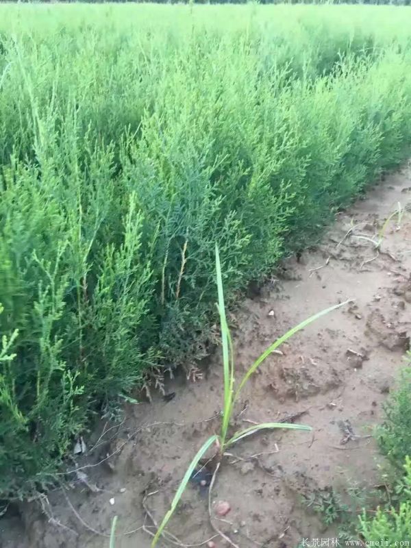 側柏種子發芽出苗圖片