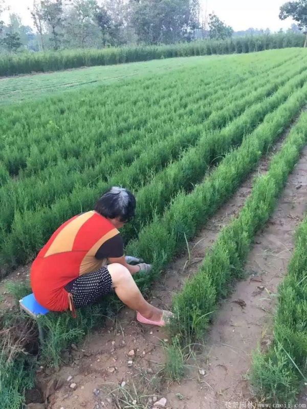 側柏種子發芽出苗圖片