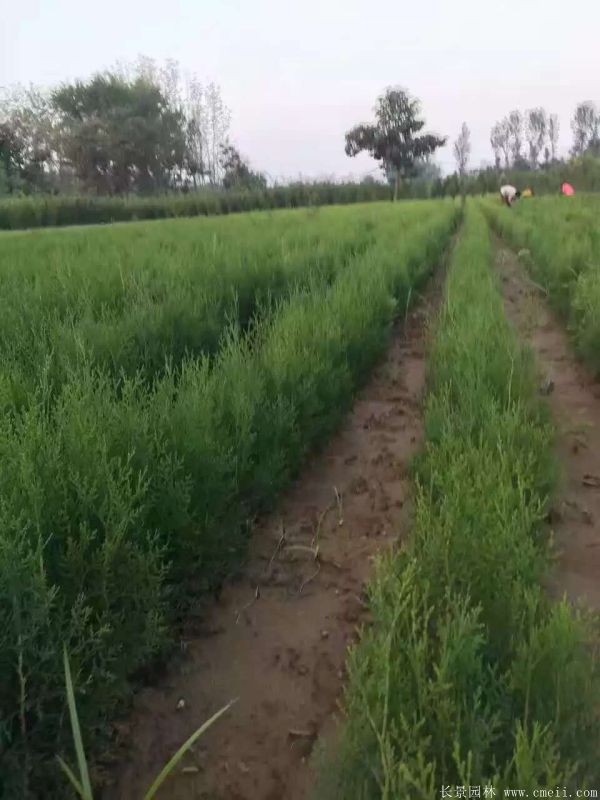 側柏種子發芽出苗圖片