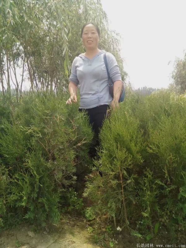 側柏種子發芽出苗圖片