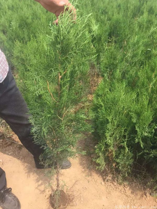 側柏種子發芽出苗圖片