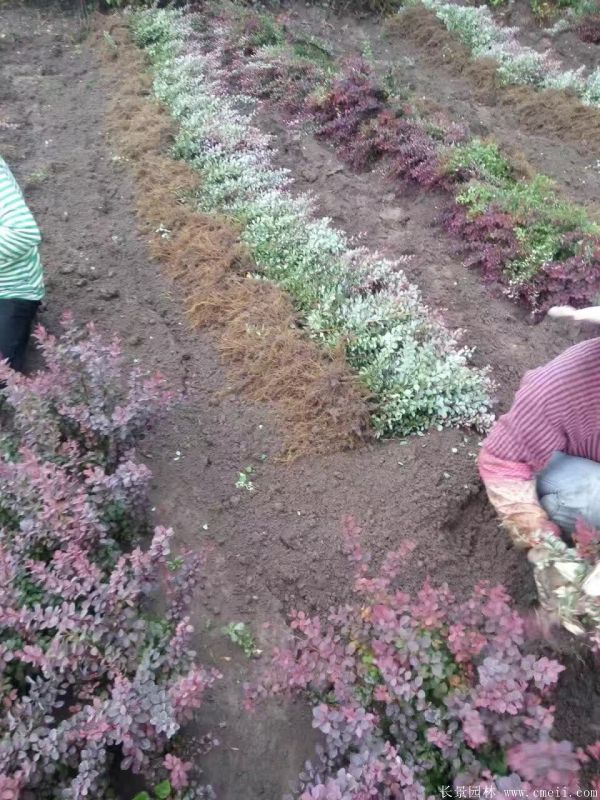 紅葉小檗圖片基地實拍 紅葉小檗圖片基地實拍