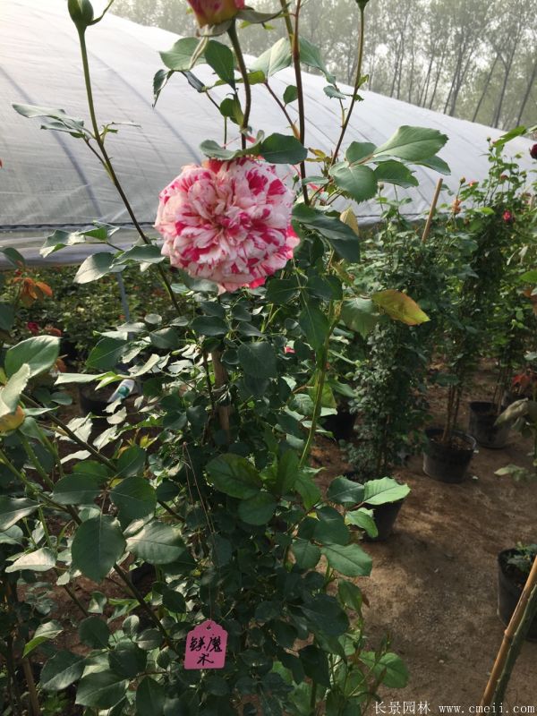 藤本月季圖片基地實拍 藤本月季圖片基地實拍