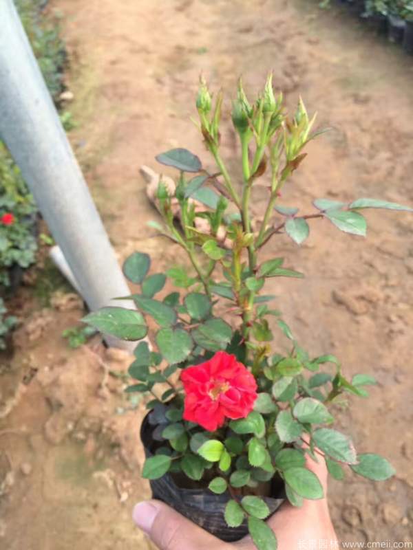 微型月季圖片基地實拍 微型月季圖片基地實拍