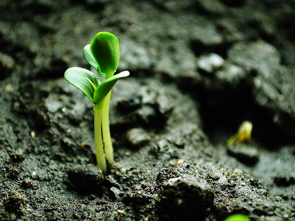 蘋果種子發芽出苗圖片