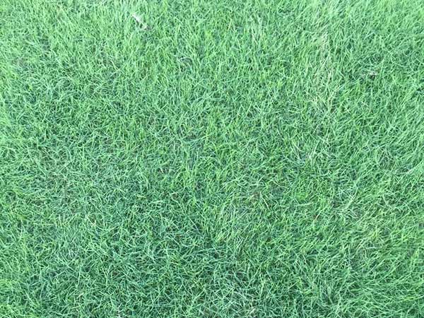 臺灣草坪發芽出苗圖片