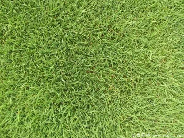 馬尼拉草坪種子發(fā)芽出苗圖片 馬尼拉草坪種子發(fā)芽出苗圖片