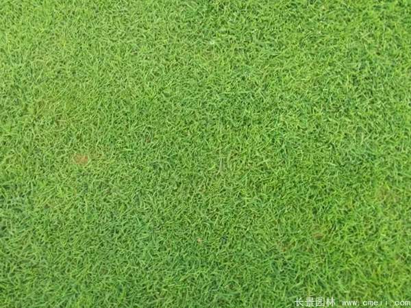 馬尼拉草坪種子發(fā)芽出苗圖片 馬尼拉草坪種子發(fā)芽出苗圖片