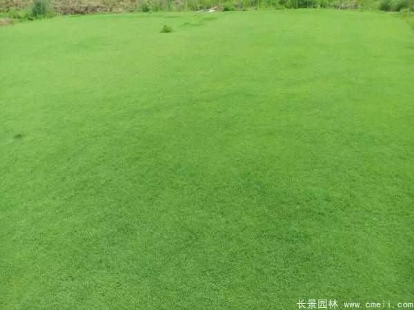 草坪圖片 草坪圖片