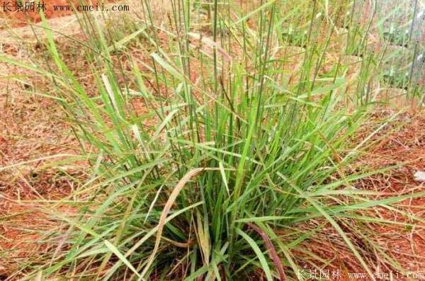 披堿草種子圖片發芽出苗 披堿草種子圖片發芽出苗