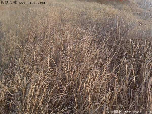 披堿草種子圖片發芽出苗 披堿草種子圖片發芽出苗