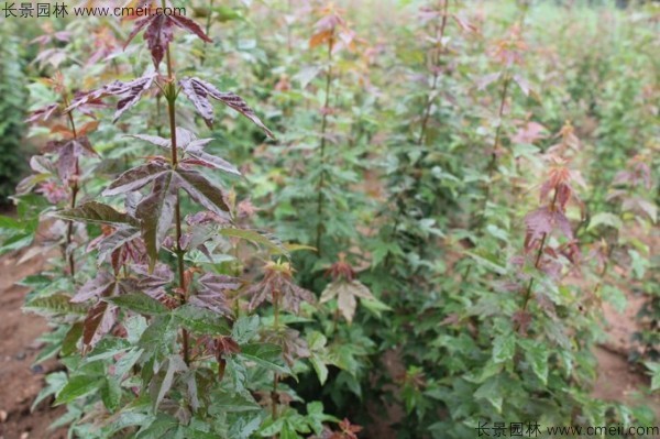 三角楓種子發(fā)芽出苗圖片 三角楓種子發(fā)芽出苗圖片