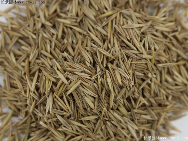 紫羊茅種子圖片 紫羊茅種子圖片