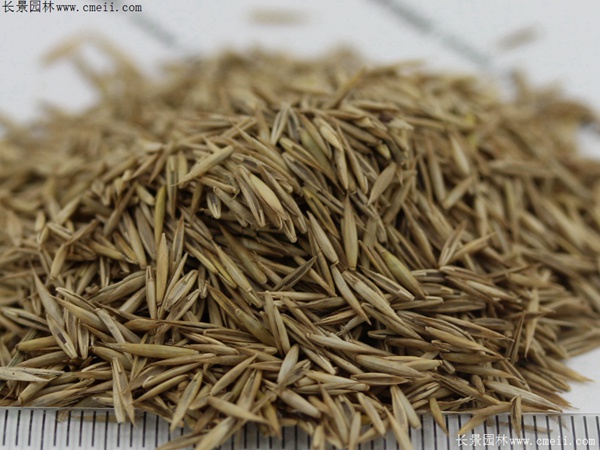 紫羊茅種子圖片 紫羊茅種子圖片