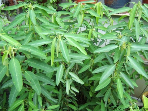 跳舞草種子發(fā)芽出苗圖片 跳舞草種子發(fā)芽出苗圖片