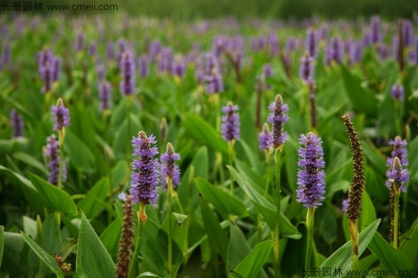 梭魚草種子發芽出苗開花圖片