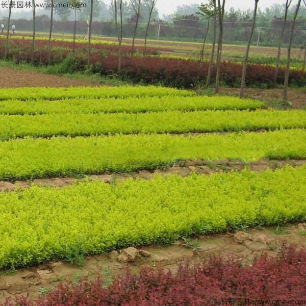 金葉女貞種子發(fā)芽出苗圖片