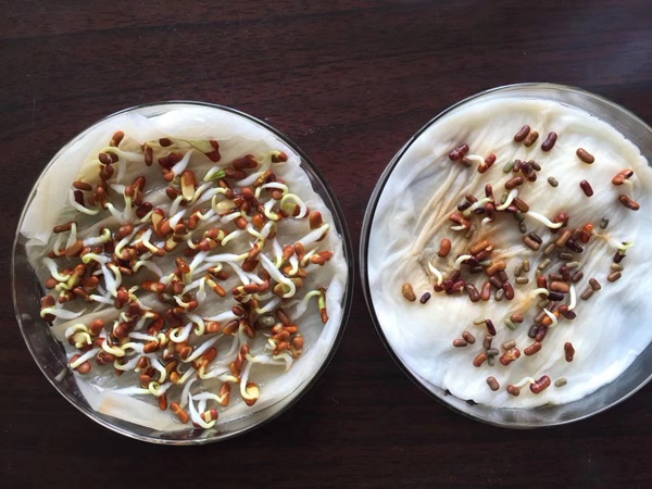 田菁種子 田菁種子