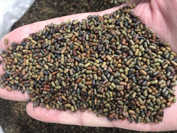 田菁種子 田菁種子