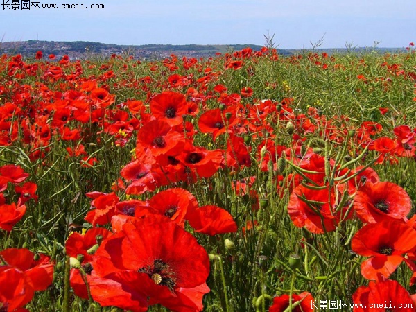 紅色虞美人 紅色虞美人