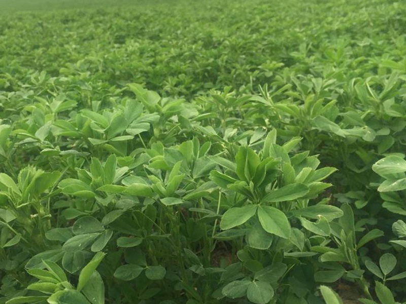 國產苜蓿 國產苜蓿