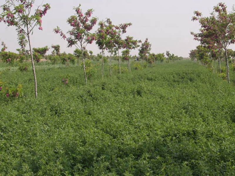 國產苜蓿 國產苜蓿