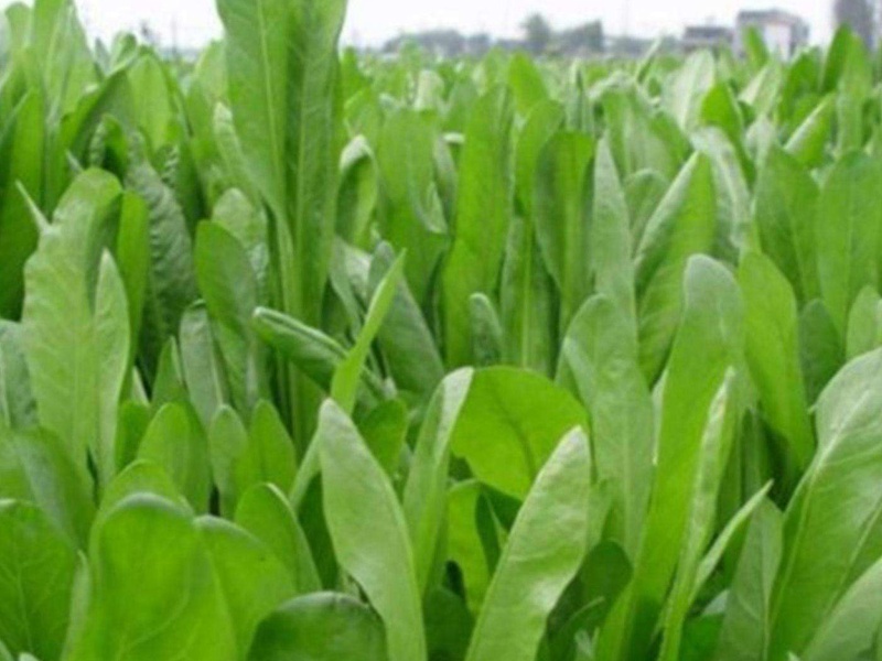 進口菊苣種子 進口菊苣種子