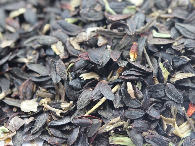 飼用苦荬菜種子 飼用苦荬菜種子