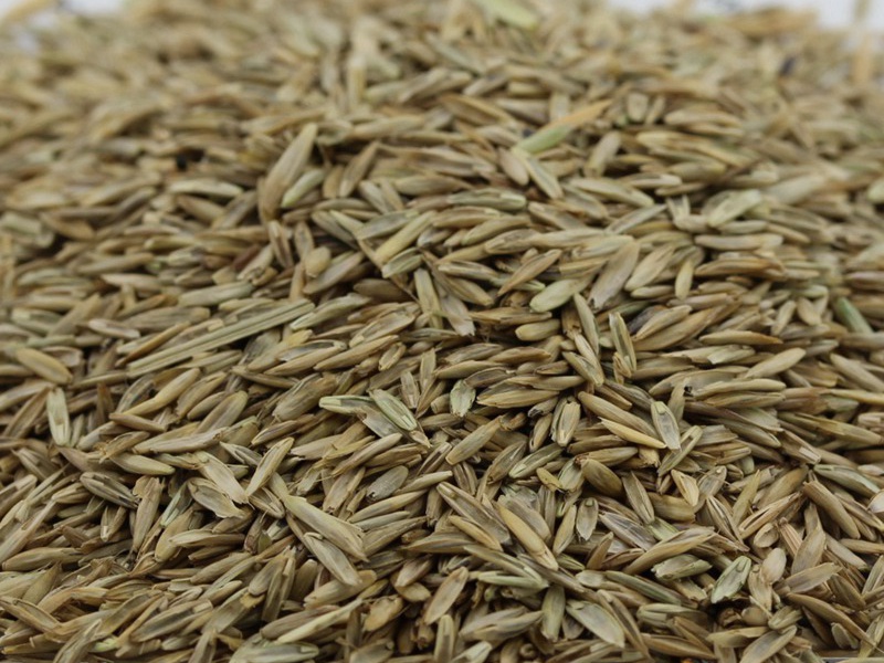 護(hù)坡高羊茅種子 護(hù)坡高羊茅種子