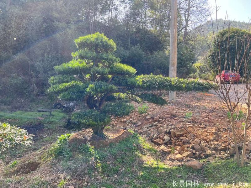 造型羅漢松 造型羅漢松