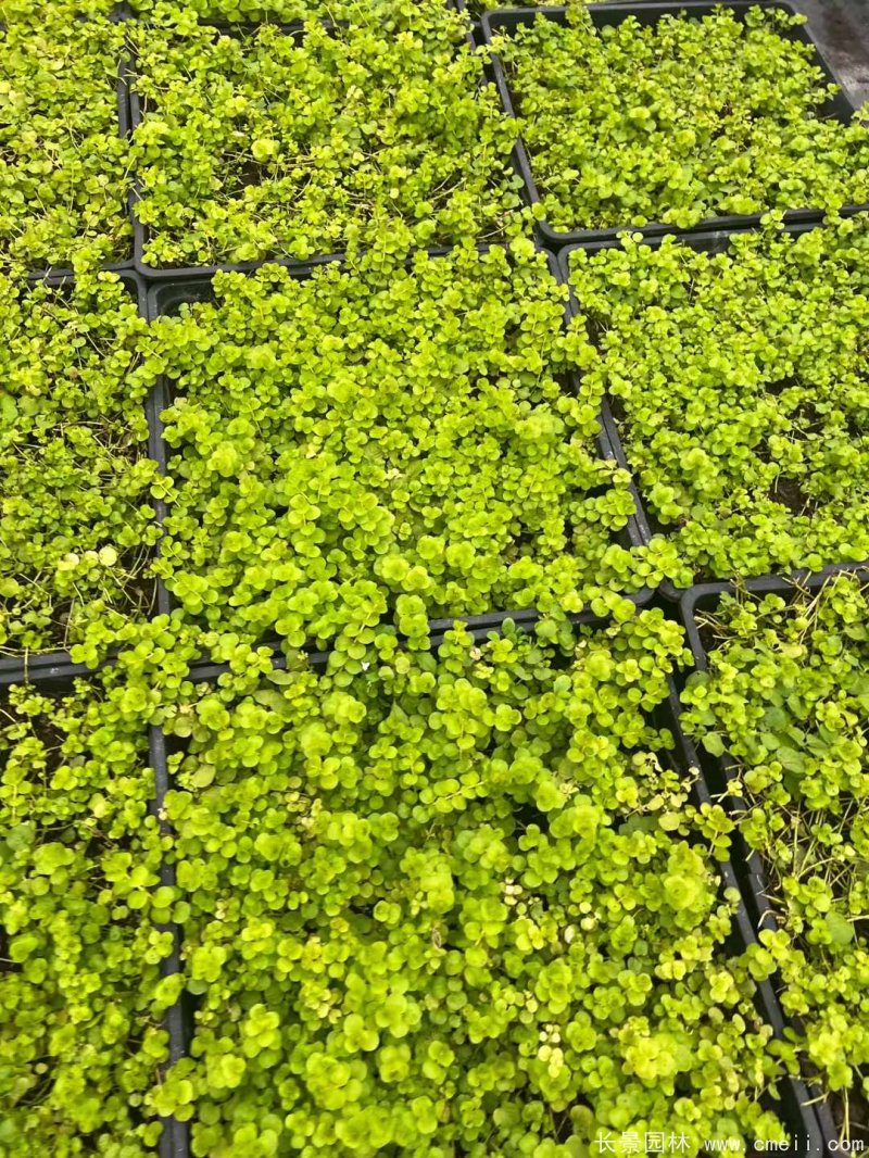 金葉過路黃 金葉過路黃